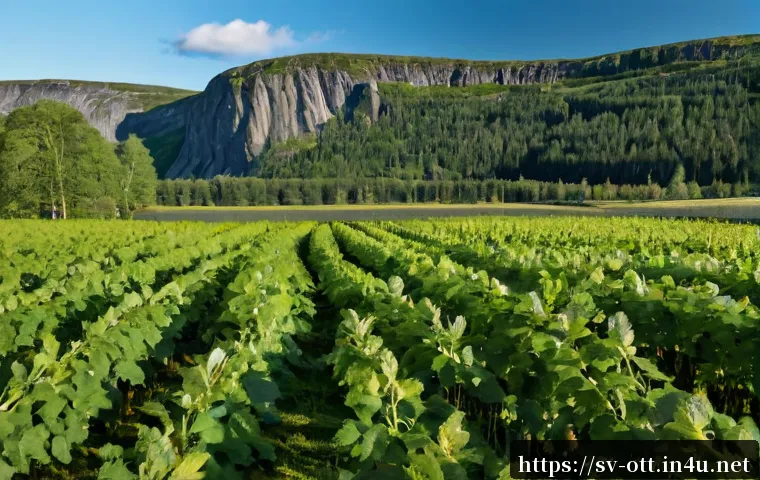 Välj en streamingtjänst med bra gränssnitt: funktioner, jämförelse och vad som är värt priset 4 OTT 플랫폼 사용자 인터페이스 관련 이미지 2